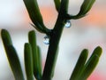 Snake plant flower buds with water drops