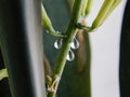 Snake plant flower buds with water drops Royalty Free Stock Photo