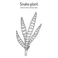 Snake plant or mother-in-laws tongue Dracaena trifasciata , ornamental and medicinal plant