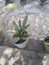 The snake plant is an ornamental plant that can Ward off free radicals