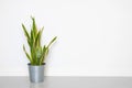 Snake plant in pot decor in living room with copy space Royalty Free Stock Photo