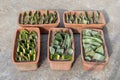 Snake plant propagation from leaf cuttings