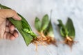 Snake plant propagation by single leaf cutting closeup view with selective focus Royalty Free Stock Photo