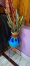 Snake plant sanseveria