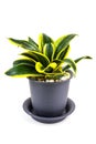 Snake Plant or Sanseviera Trifasciata in pot isolated on white background. Indoor Plant Concept