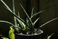 Snake Plant or Sansevieria Cylindrica. Royalty Free Stock Photo