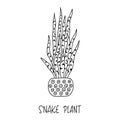 Snake Plant succulent plant in decorative pot in doodle style with a handwritten title