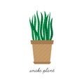 Snake plant vector illustration drawing