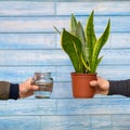 Snake Plant, Viper`s bowstring hemp and Water bottle