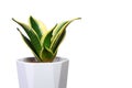 Snake plant on a white background Royalty Free Stock Photo