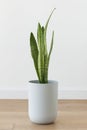 Snake plant in a white pot Royalty Free Stock Photo