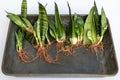 Snake plants growing from leaf cuttings laying in a tray bare roots plants Royalty Free Stock Photo