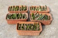 Snake plants mix varieties propagation by leaf cuttings