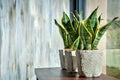 Snake plants in pots on grunge background