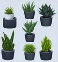Snake Plants in Pots: Ornamental Trees Isolated on White Background. Royalty Free Stock Photo