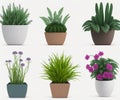 Snake Plants in Pots: Ornamental Trees Isolated on White Background. Royalty Free Stock Photo