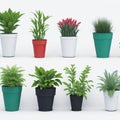 Snake Plants in Pots: Ornamental Trees Isolated on White Background. Royalty Free Stock Photo
