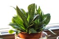 Snake plants on table . Other name : Sansevieria trifasciata Prain , Mother in law tongue , Viper`s bowstring hemp . Can be used