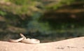 Snake and pond Royalty Free Stock Photo