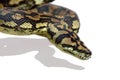 Snake Python Royalty Free Stock Photo