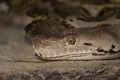 Python snake at zoo Royalty Free Stock Photo