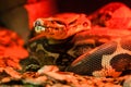 Snake python under red light