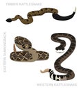 Snake Rattlesnake Set Cartoon Vector Illustration