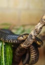 Snake resting Royalty Free Stock Photo