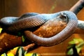 Snake is resting on tree Royalty Free Stock Photo