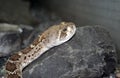 Snake on a rock Royalty Free Stock Photo