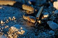 Snake on rocks during sunset