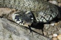 A snake on rocks with a tongue Royalty Free Stock Photo