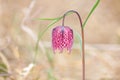 Snake's Head, Fritillary flower, Fritillaria melea