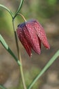 Snake`s head fritillary flower