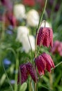 Snake`s head fritillary flowers, photographed at Eastcote House Gardens, London Borough of Hillingdon UK, in spring. Royalty Free Stock Photo