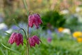 Snake`s head fritillary flowers, photographed at Eastcote House Gardens, London Borough of Hillingdon UK, in spring. Royalty Free Stock Photo