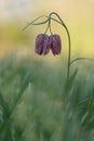 Snake's head fritillary (Fritillaria meleagris)