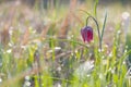 Snake's Head Fritillary (Fritillaria meleagris) with the morning dew