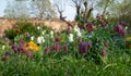 Snake`s head fritillary flowers, photographed at Eastcote House Gardens, London Borough of Hillingdon UK, in spring. Royalty Free Stock Photo