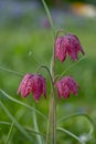 Snake`s head fritillary flowers, photographed at Eastcote House Gardens, London Borough of Hillingdon UK, in spring. Royalty Free Stock Photo