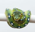Green tree python (*Morelia viridis*) coiled around a white perch against a plain white background. Royalty Free Stock Photo