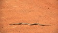 Snake on the sand pad Royalty Free Stock Photo