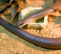 snake scaly runner reptile innocuous terrarium Royalty Free Stock Photo