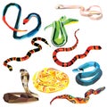 Snake set