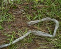 Snake Shedding Skin Stock Photos