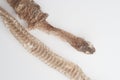 Snake shedding skin on white background,molting snake