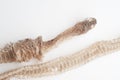 Snake shedding skin on white background,molting snake