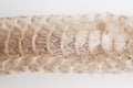 Snake shedding skin on white background,molting snake