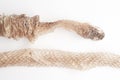 Snake shedding skin on white background,molting snake