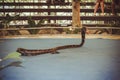 Snake show at farm Koh Samui thailand on 4 April Royalty Free Stock Photo